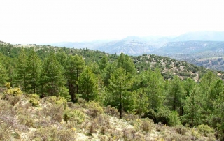 Ruta 9 La Viñuela Los Prados Sto Lópe La Viñuela